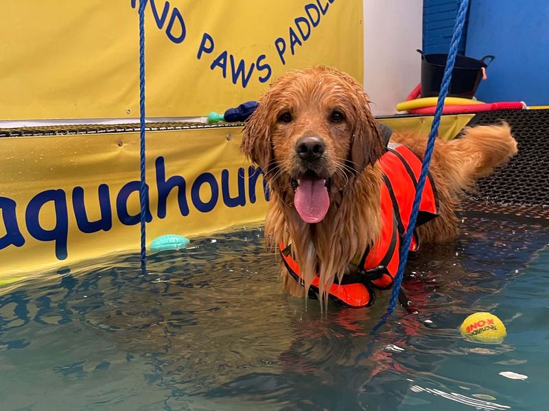 Zeus | Retriever (Golden) | Shoreham (Sussex) - 1