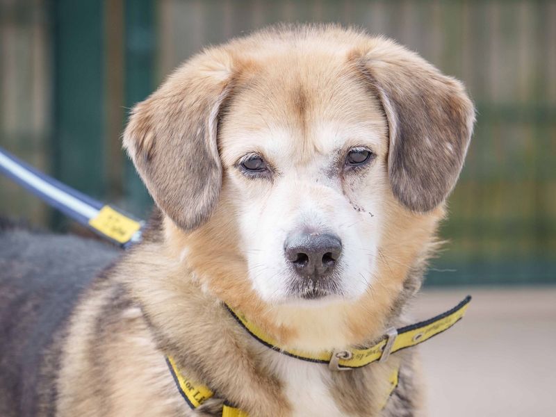 Lenny for sale in Wymeswold, Leicestershire
