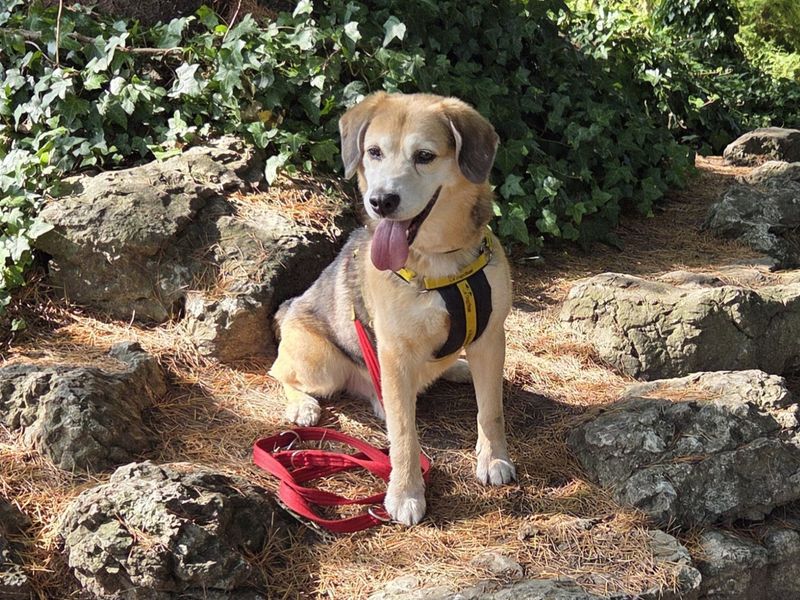 Lenny | Beagle Cross | Loughborough - 1