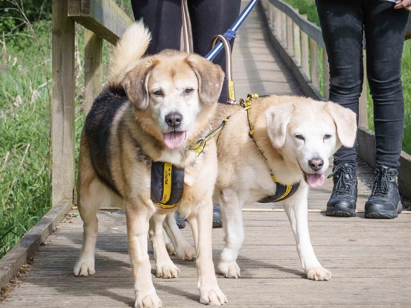 Beagle for adoption in Wymeswold, Leicestershire – 8 years old - Image 3 of 3