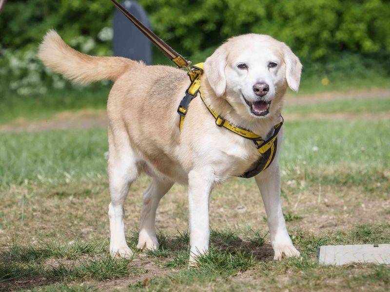 Martha | Beagle Cross | Loughborough - 1