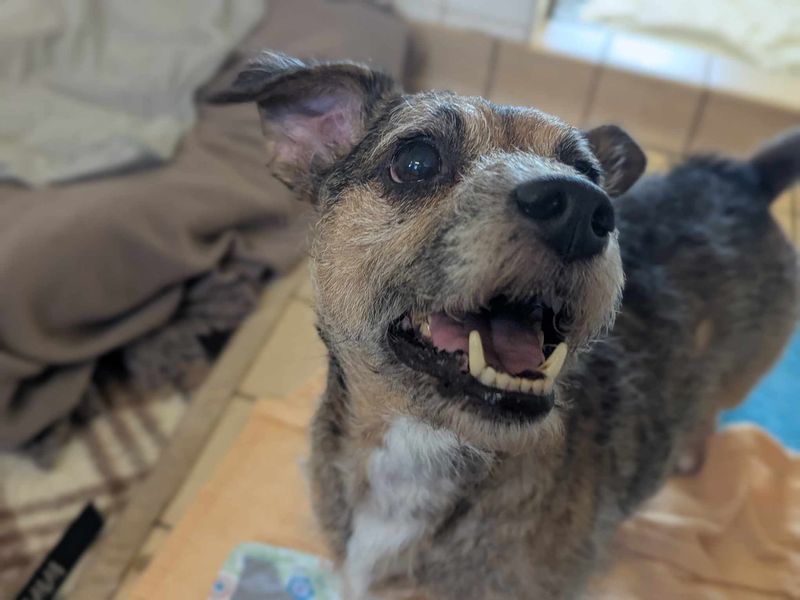 Jack Russell Terrier for adoption in Mid Glamorgan, Wales – 8 years old - Image 3 of 3