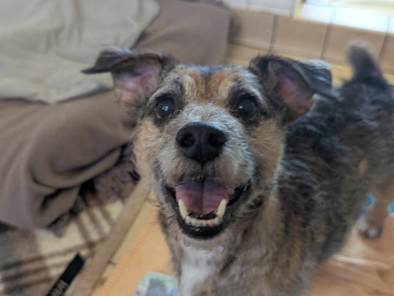 Jack Russell Terrier for adoption in Mid Glamorgan, Wales – 8 years old - Image 2 of 3