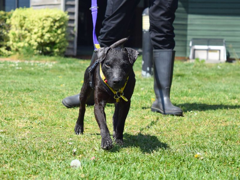 Ernie | Terrier (Patterdale) | Harefield West London - 1
