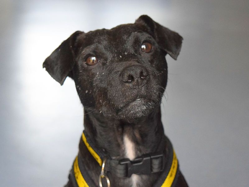 Ernie | Terrier (Patterdale) | Harefield West London - 1