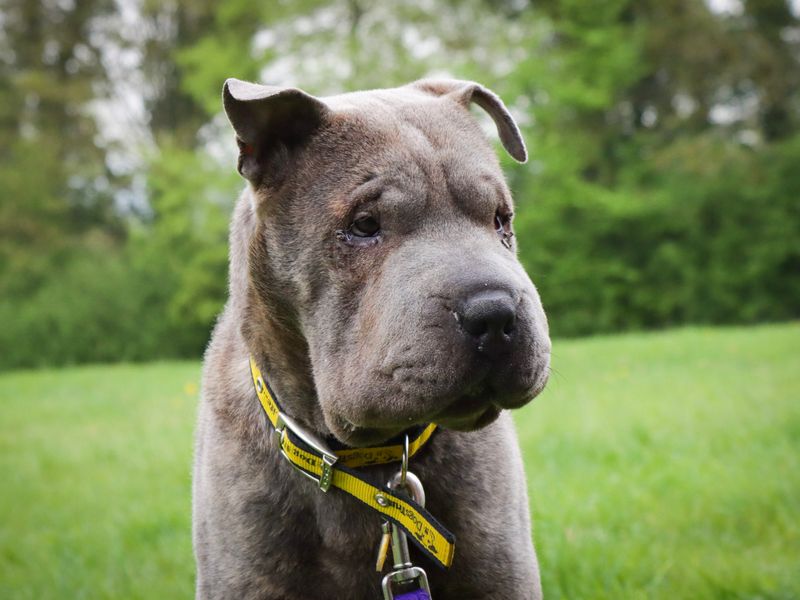 Blue | Shar Pei | Evesham (Worcestershire) - 1