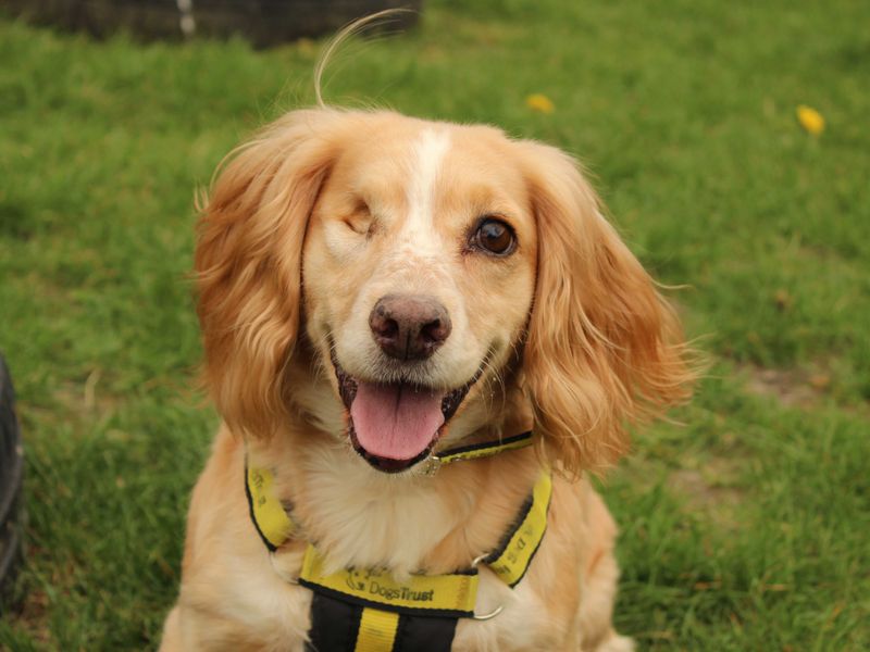 Cocker Spaniel for adoption in Newbury, Berks – 7 years old - Image 2 of 3