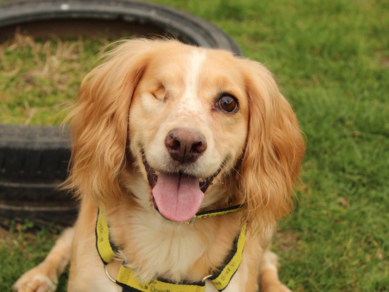 Cocker Spaniel for adoption in Newbury, Berks – 7 years old