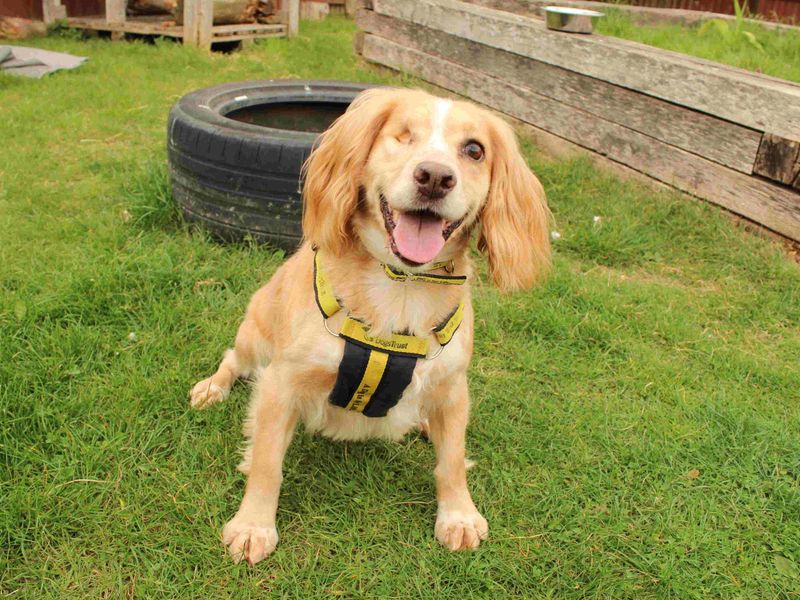 Cocker Spaniel for adoption in Newbury, Berks – 7 years old - Image 3 of 3