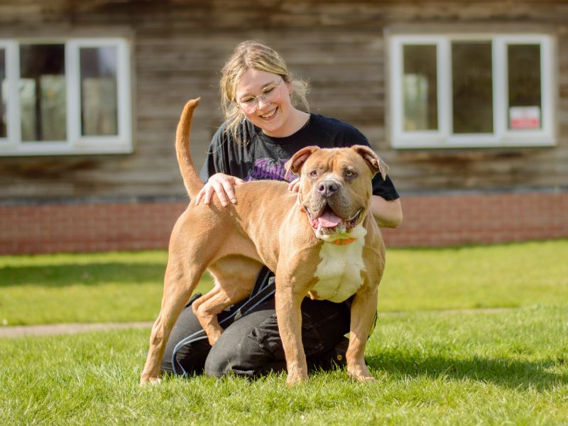 American Bulldog for adoption in Kenilworth, Warwickshire – 3 years old - Image 2 of 4