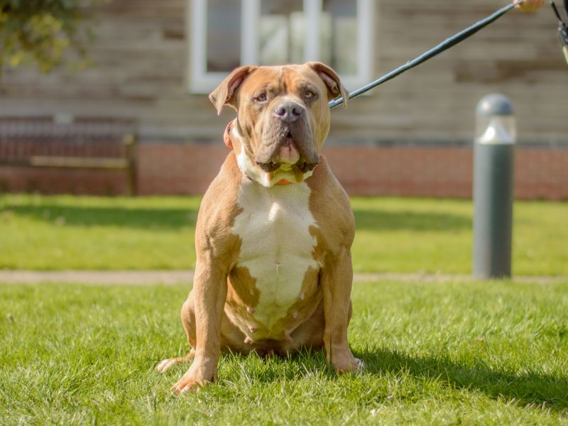 American Bulldog for adoption in Kenilworth, Warwickshire – 3 years old - Image 4 of 4