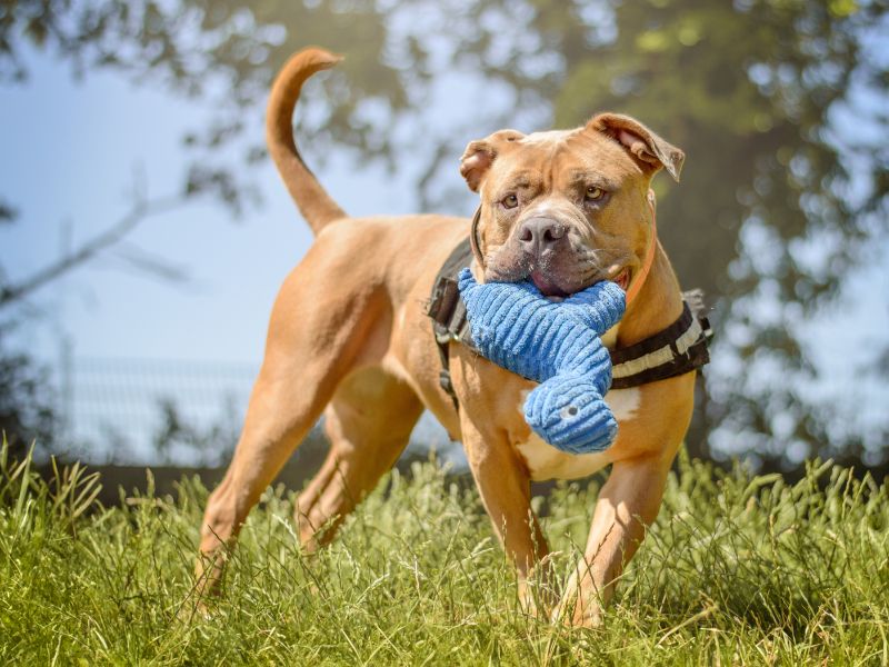 Rosie | American Bulldog Cross | Kenilworth (West Midlands) - 1