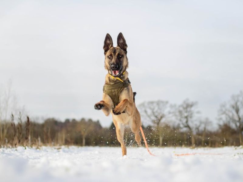Gelert, a 8 months old male Belgian Malinois available for adoption from Dogs Trust in Kenilworth, Warwickshire