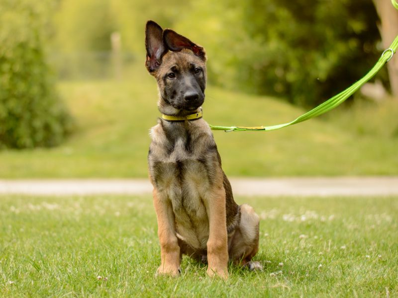 Bodhi | Belgian Shepherd Dog (Malinois) | Kenilworth (West Midlands) - 1