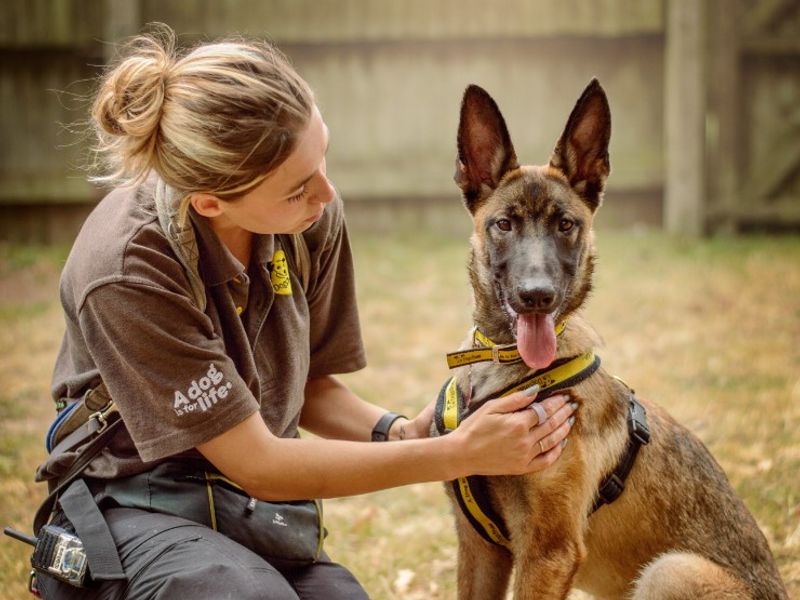 Bodhi | Belgian Shepherd Dog (Malinois) | Kenilworth (West Midlands) - 1
