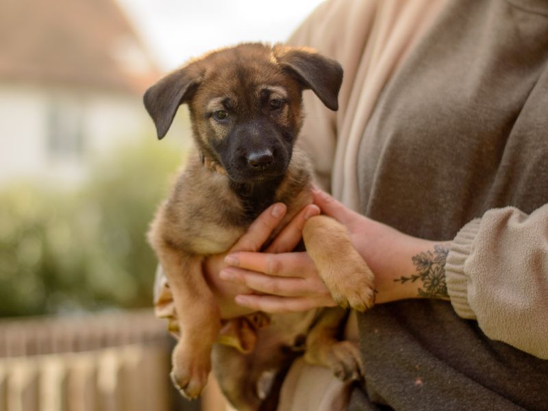 Harri | Belgian Shepherd Dog (Malinois) | Kenilworth (West Midlands) - 1