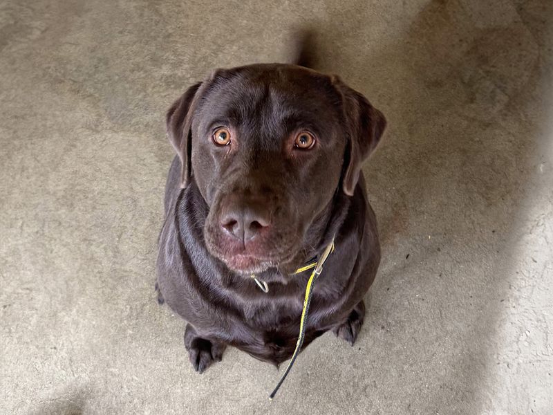 Atlas | Retriever (Labrador) | Basildon (Essex) - 1