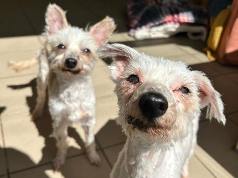 Ice & Ozzy | Chinese Crested | Shrewsbury (Shropshire) - 1