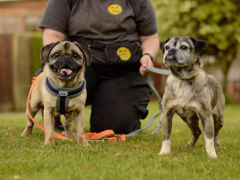 Pug for adoption in Kenilworth, Warks – 10 years old