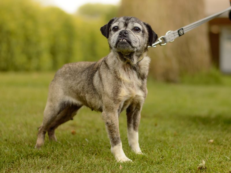 Pug for adoption in Kenilworth, Warks – 10 years old - Image 3 of 3