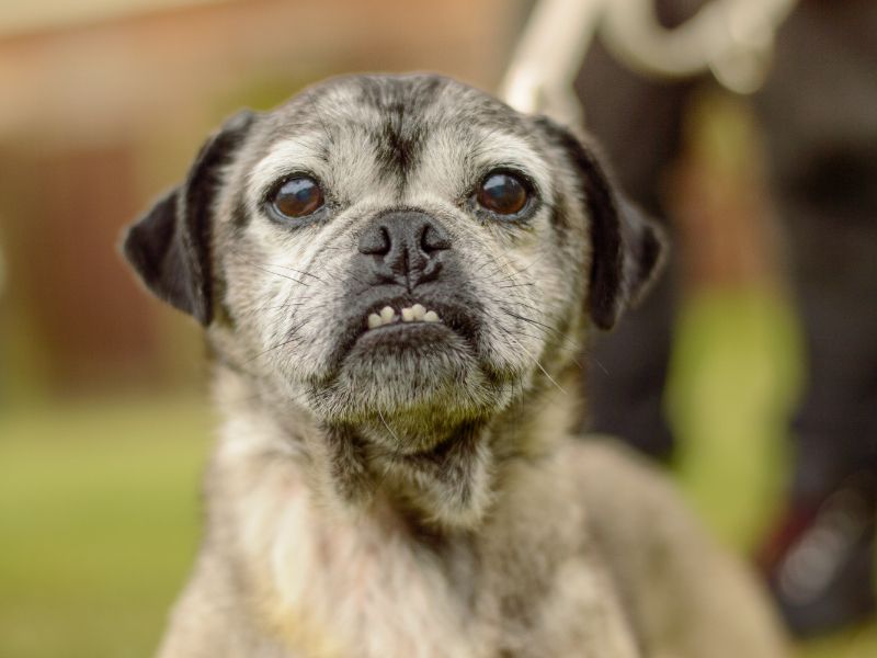 Pug for adoption in Kenilworth, Warks – 10 years old - Image 2 of 3