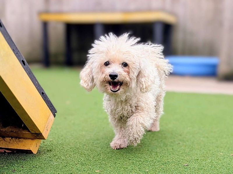 Meekon | Bichon Frise | Cardiff - 1
