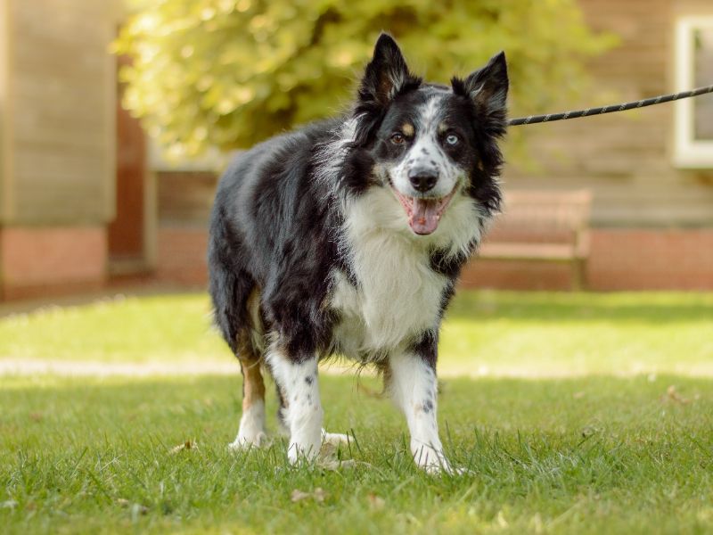 Border Collie for adoption in Kenilworth, Warks – 10 years old - Image 2 of 4