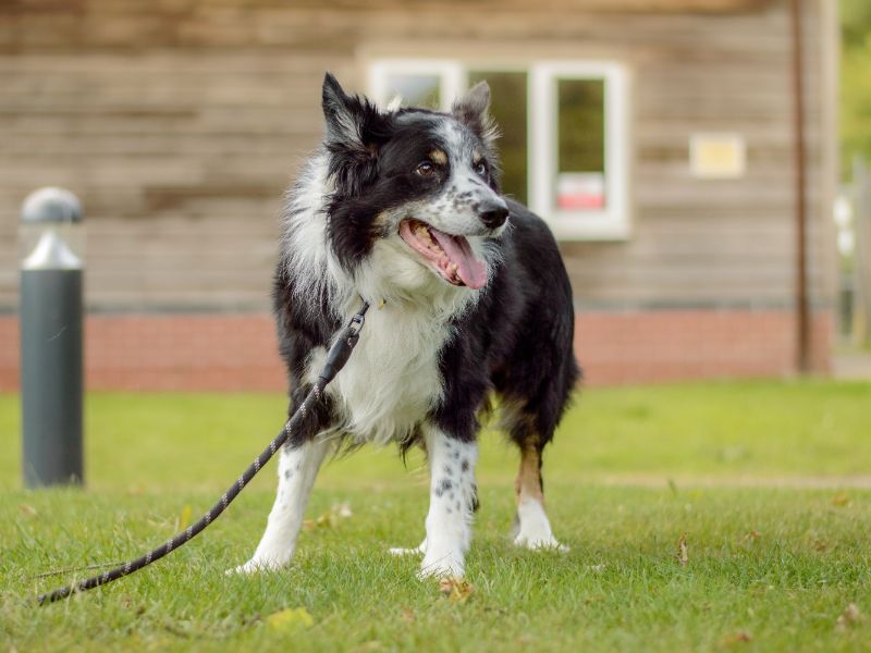Border Collie for adoption in Kenilworth, Warks – 10 years old - Image 4 of 4