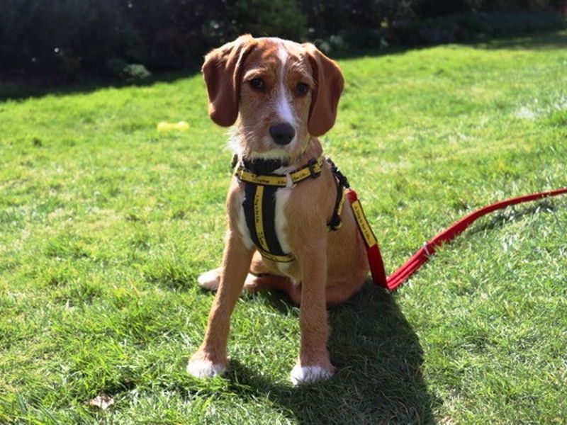 Toby for sale in Wymeswold, Leicestershire