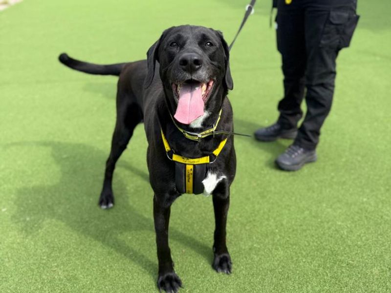 Cooper | Retriever (Labrador) Cross | Shrewsbury (Shropshire) - 1