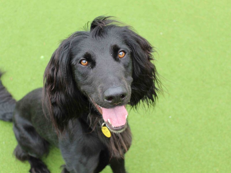 Springer Spaniel for adoption in Glasgow, Scotland – 1 year old
