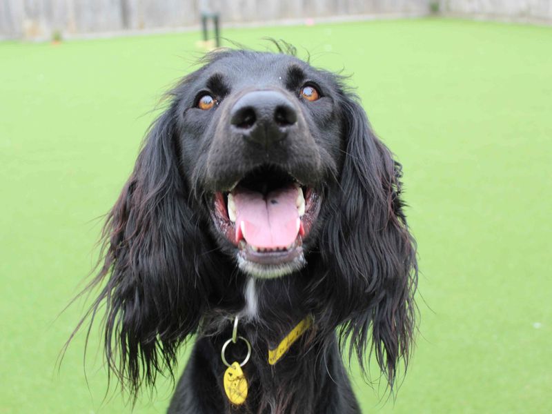 Springer Spaniel for adoption in Glasgow, Scotland – 1 year old - Image 2 of 2