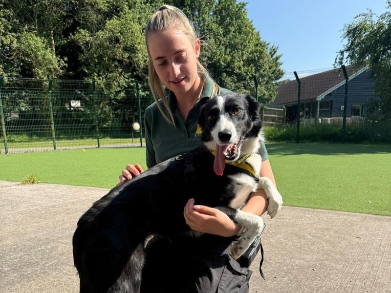 Mel for sale in Telford, Shropshire | Image 3