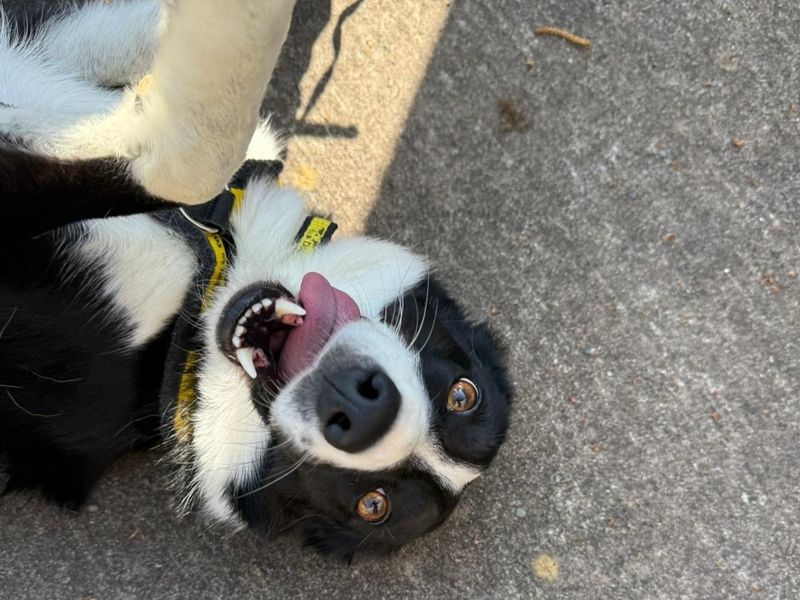 Border Collie for adoption in Telford, Shropshire – 2 years old - Image 2 of 3