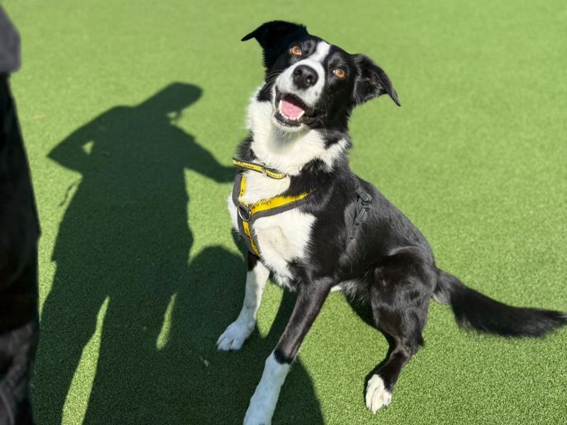 Mel | Collie (Border) | Shrewsbury (Shropshire) - 1