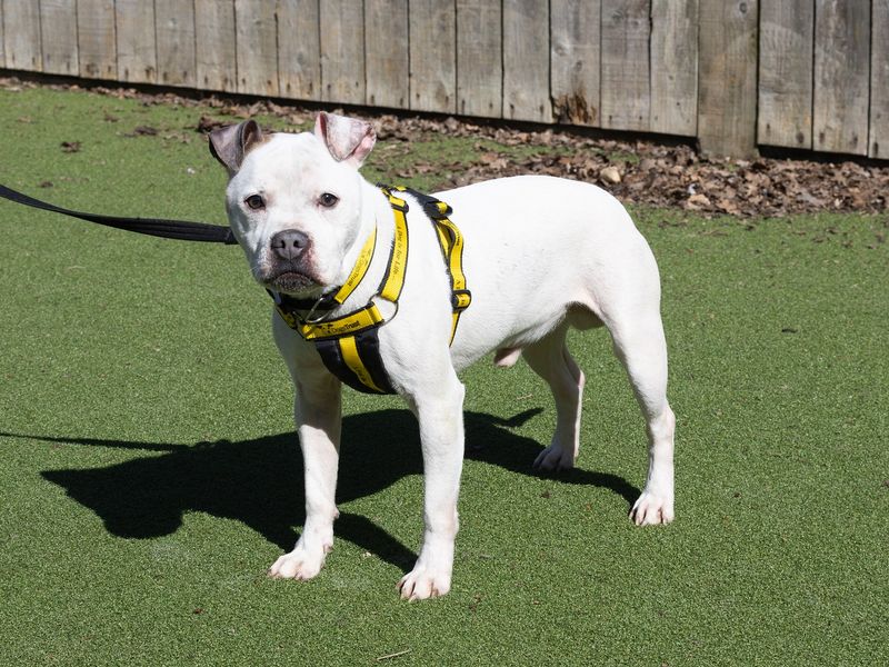 Casper for sale in Wymeswold, Leicestershire