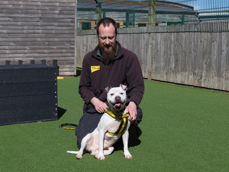 Staffordshire Bull Terrier for adoption in Wymeswold, Leicestershire – 5 years old - Image 2 of 3