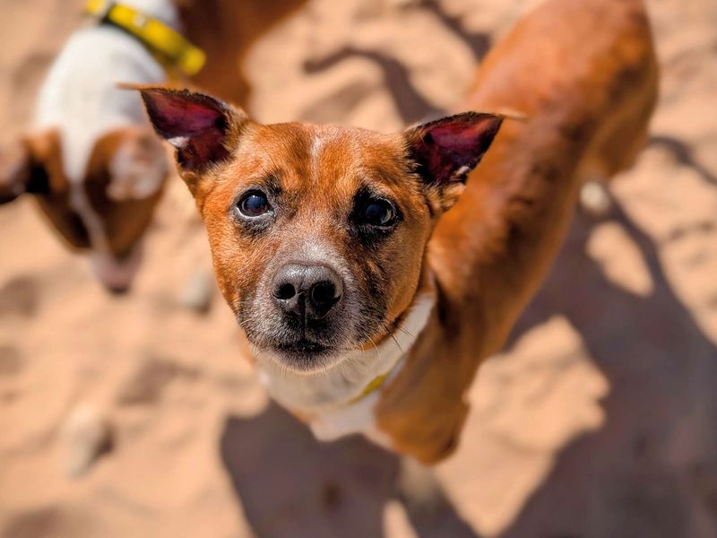 Buster for sale in Cardiff, Glamorgan