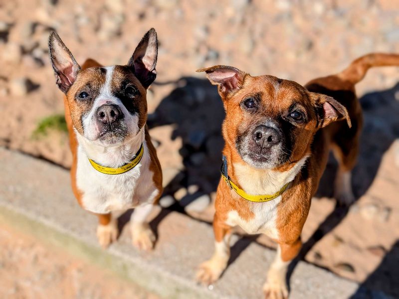 Buster for sale in Cardiff, Glamorgan | Image 4