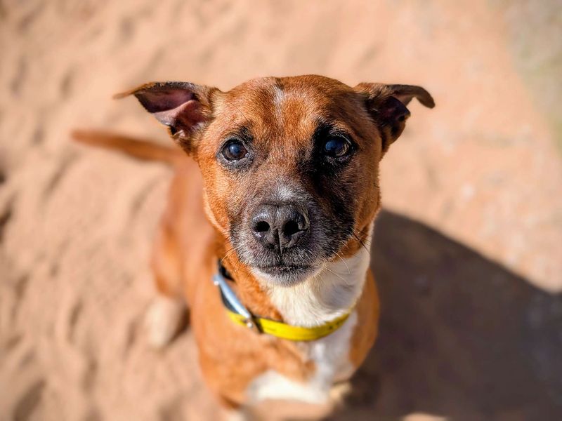 Buster for sale in Cardiff, Glamorgan | Image 2