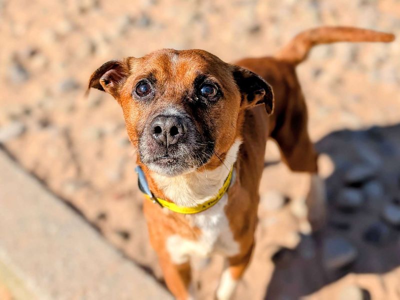 Buster for sale in Cardiff, Glamorgan | Image 3