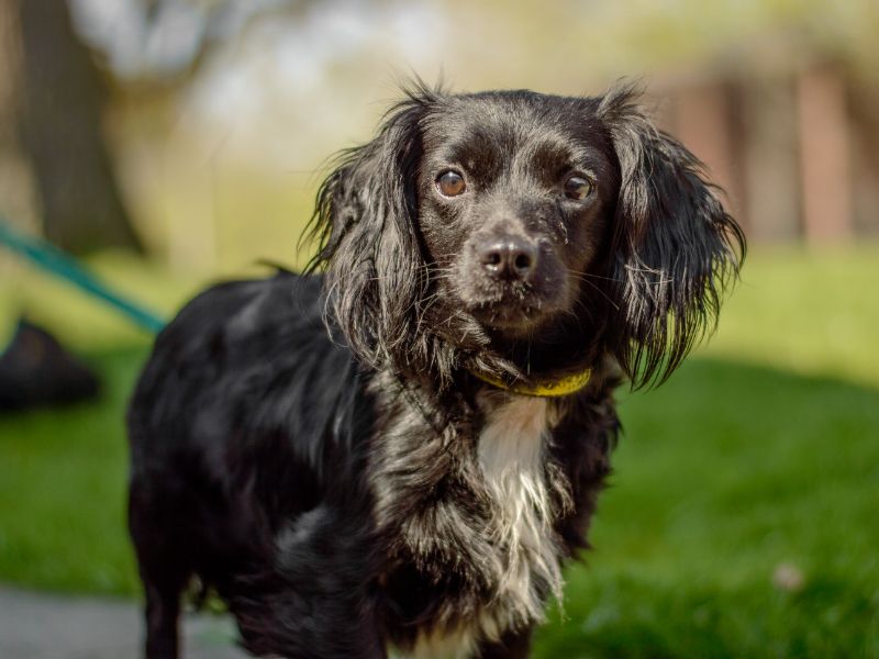 Ebony for sale in Kenilworth, Warks