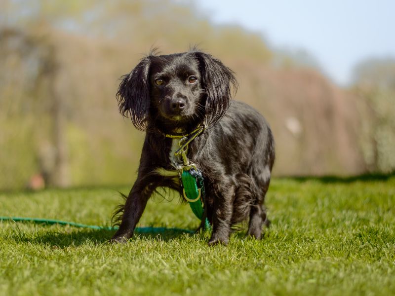 Judy for sale in Kenilworth, Warks