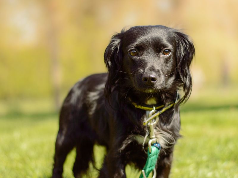 Cocker Spaniel for adoption in Kenilworth, Warks – 3 years old - Image 2 of 2