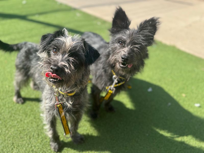 Toto. | Crossbreed | Loughborough - 1