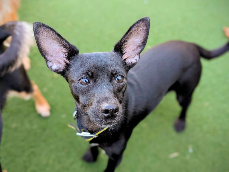 Chihuahua for adoption in Cardiff, Glamorgan – 1 year old