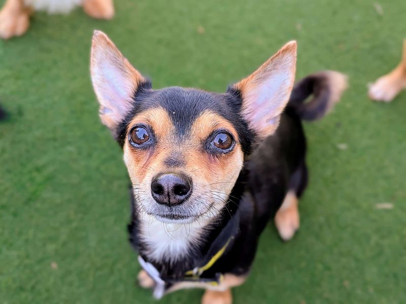 Chihuahua for adoption in Cardiff, Glamorgan – 2 years old