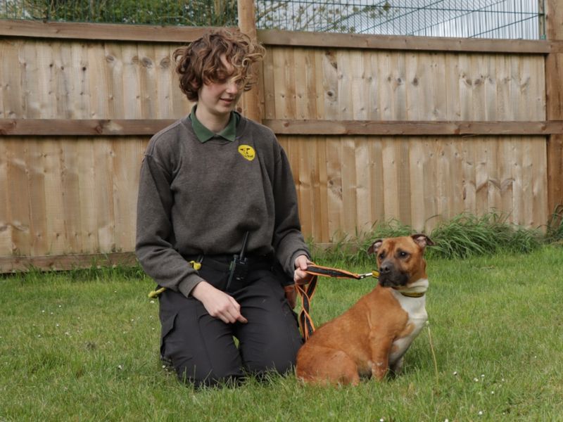 Akira for sale in Evesham, Worcestershire