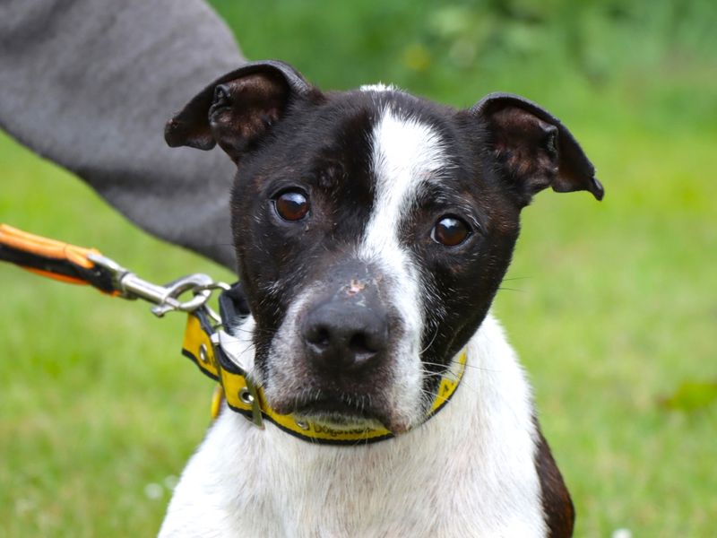 Staffordshire Bull Terrier for adoption in Evesham, Worcestershire – 9 years old - Image 2 of 2