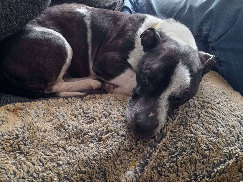 Fuji | Terrier (Staffordshire Bull) Cross | Evesham (Worcestershire) - 1